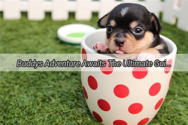 Buddys Adventure Awaits The Ultimate Guide to Safely Harnessing Your Pup